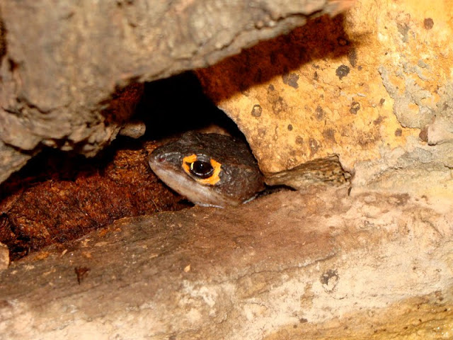 Tribolonotus gracilis