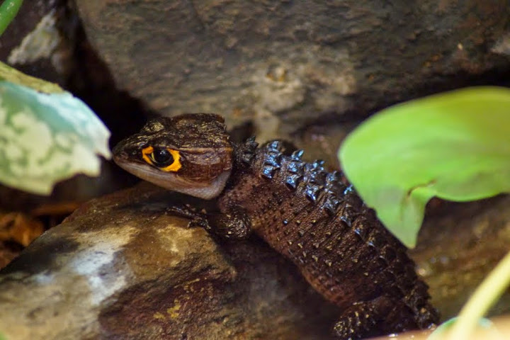 Tribolonotus gracilis