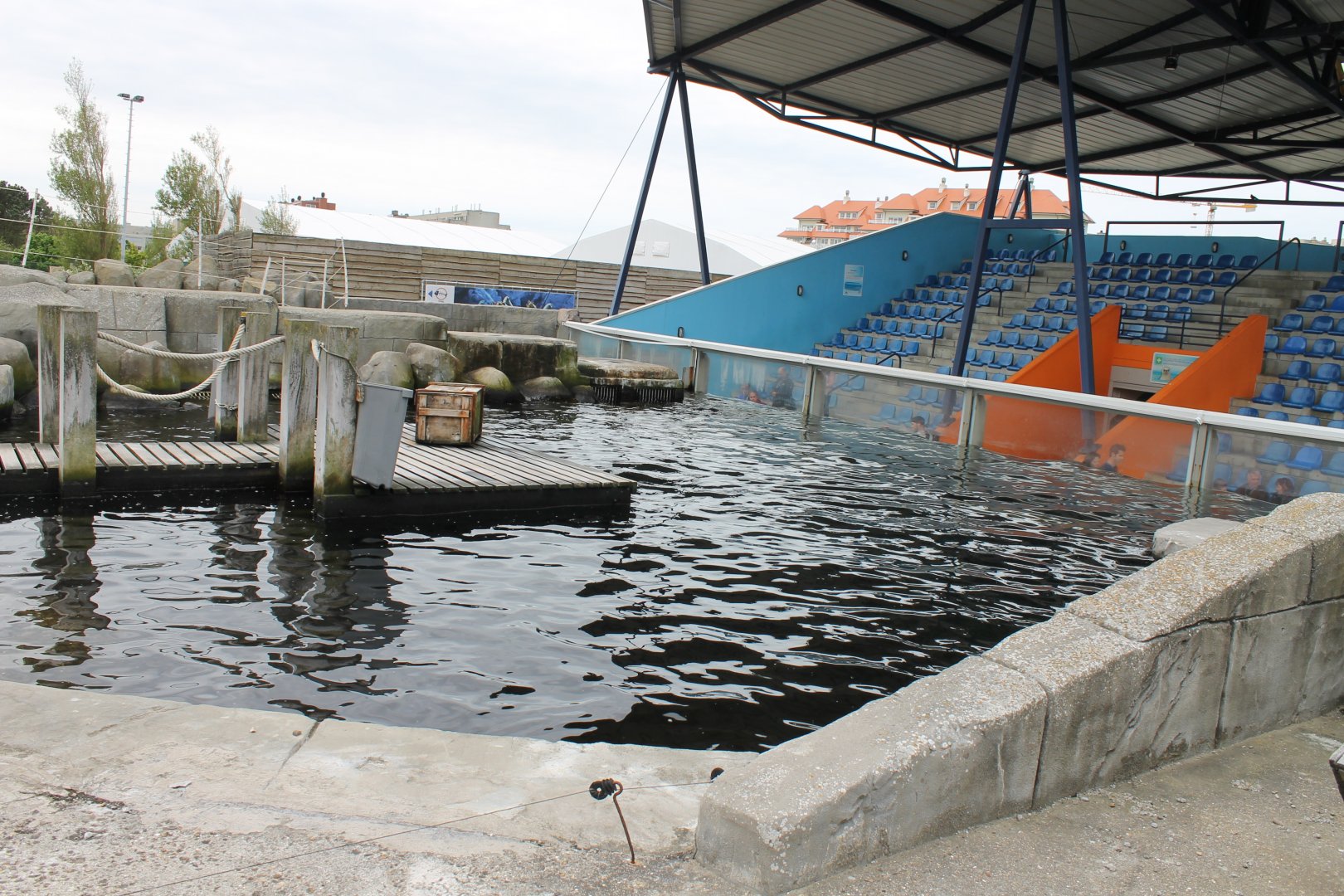 Tribune Seal - Sea-lion show