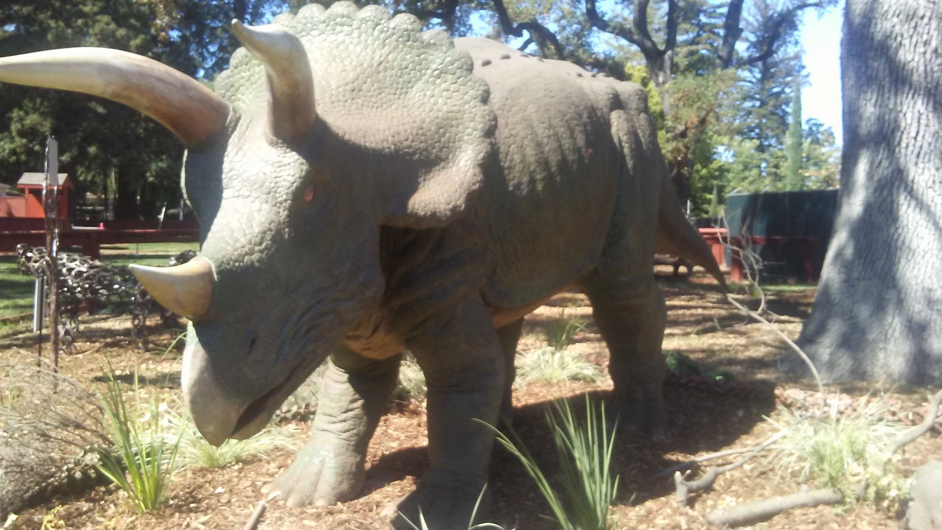 "Triceratops" animatronic