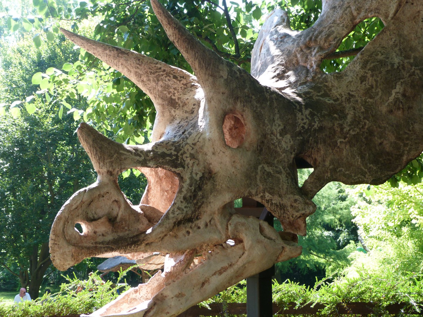 Triceratops fossil model -Zoo Praha (2025)