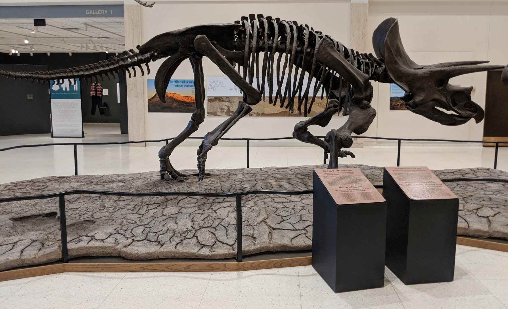 Triceratops horridus