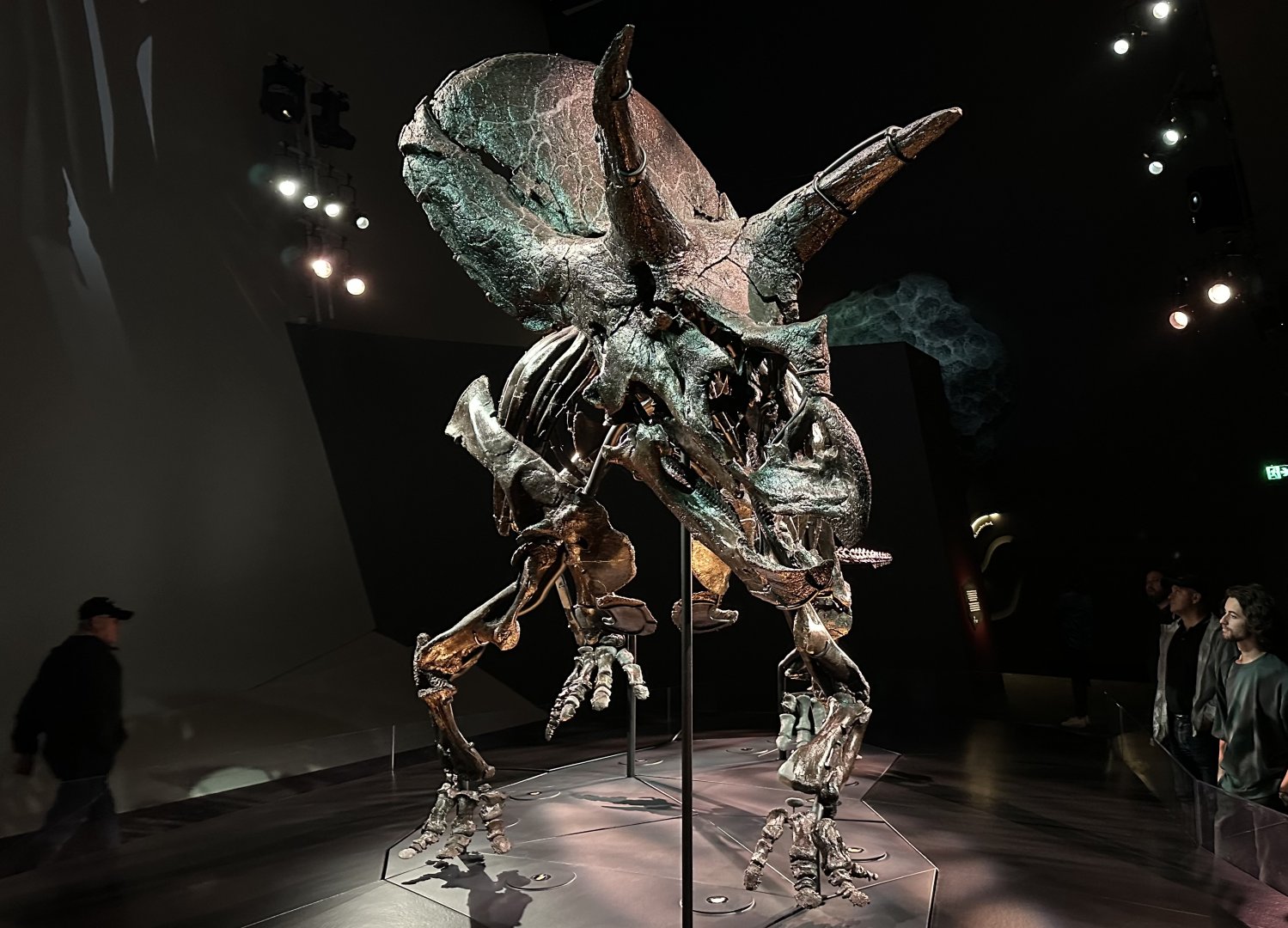 Triceratops horridus