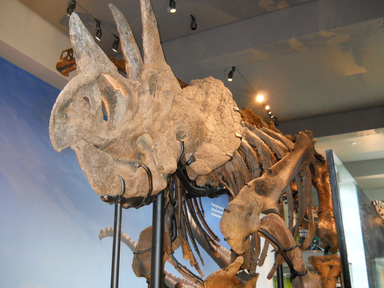 Triceratops, New Dinosaur Hall.