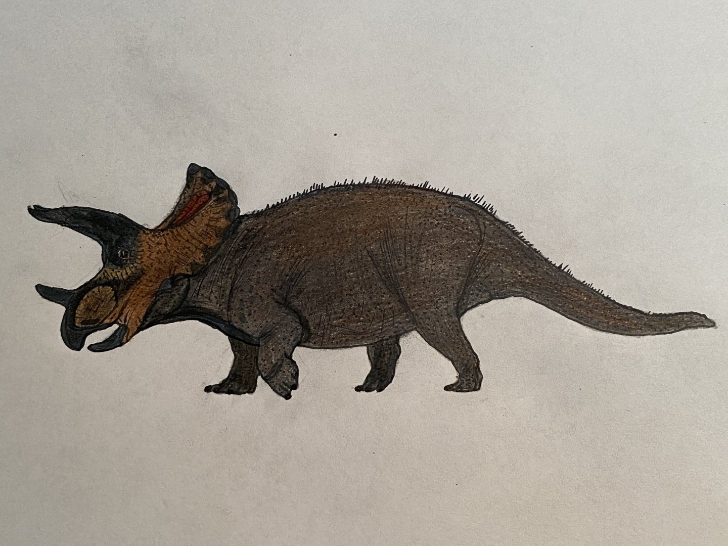 Triceratops prorsus (My depiction)