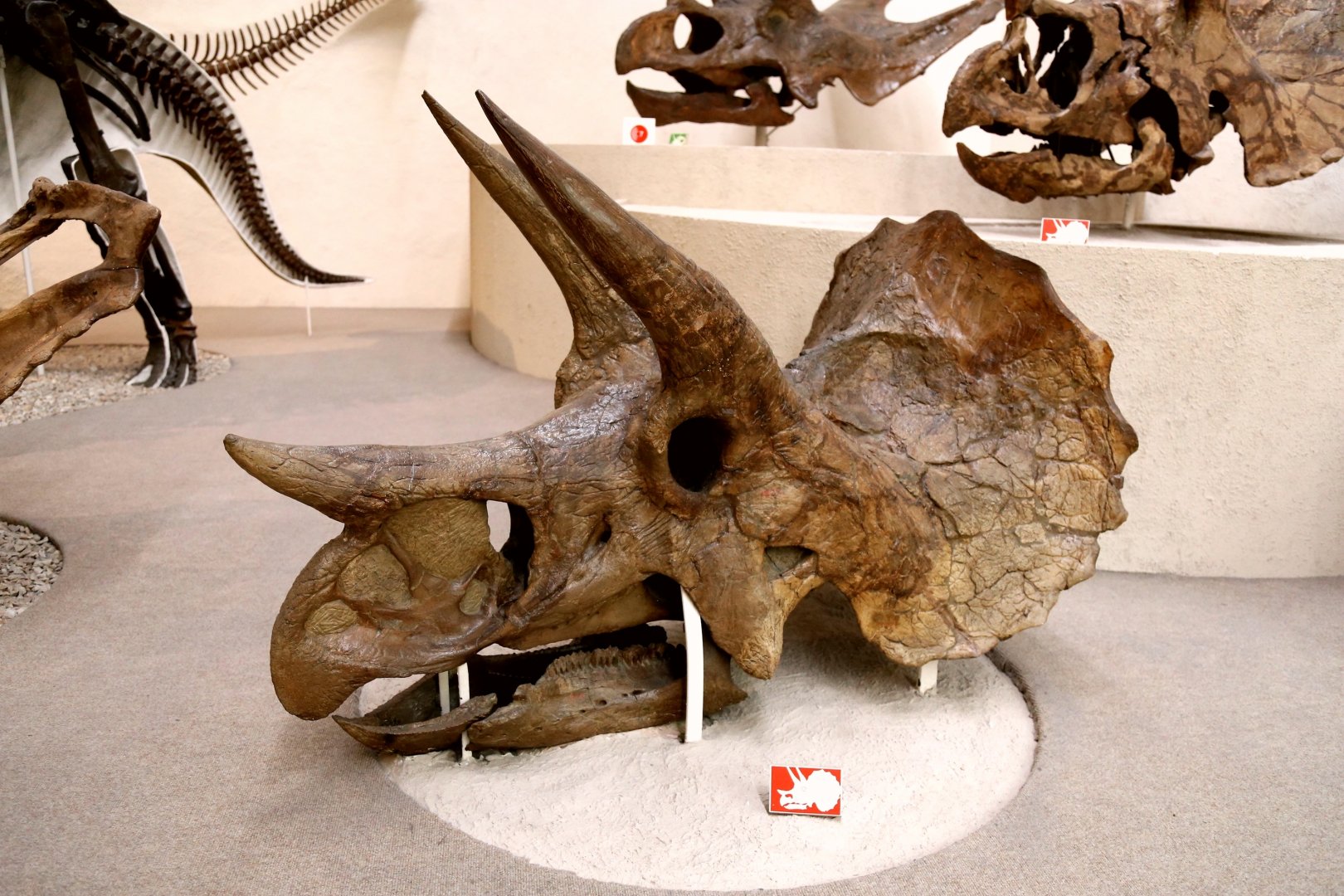 Triceratops prorsus Skull, Holotype (YPM 1822)