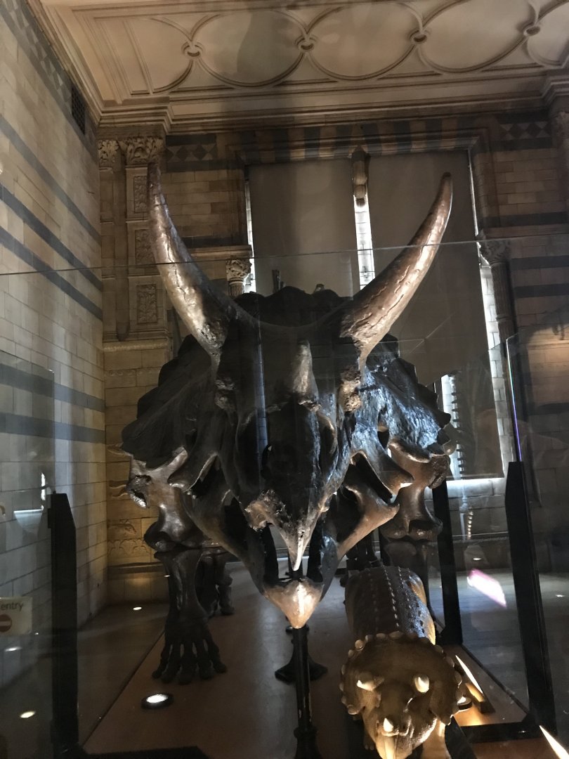 Triceratops skeleton front
