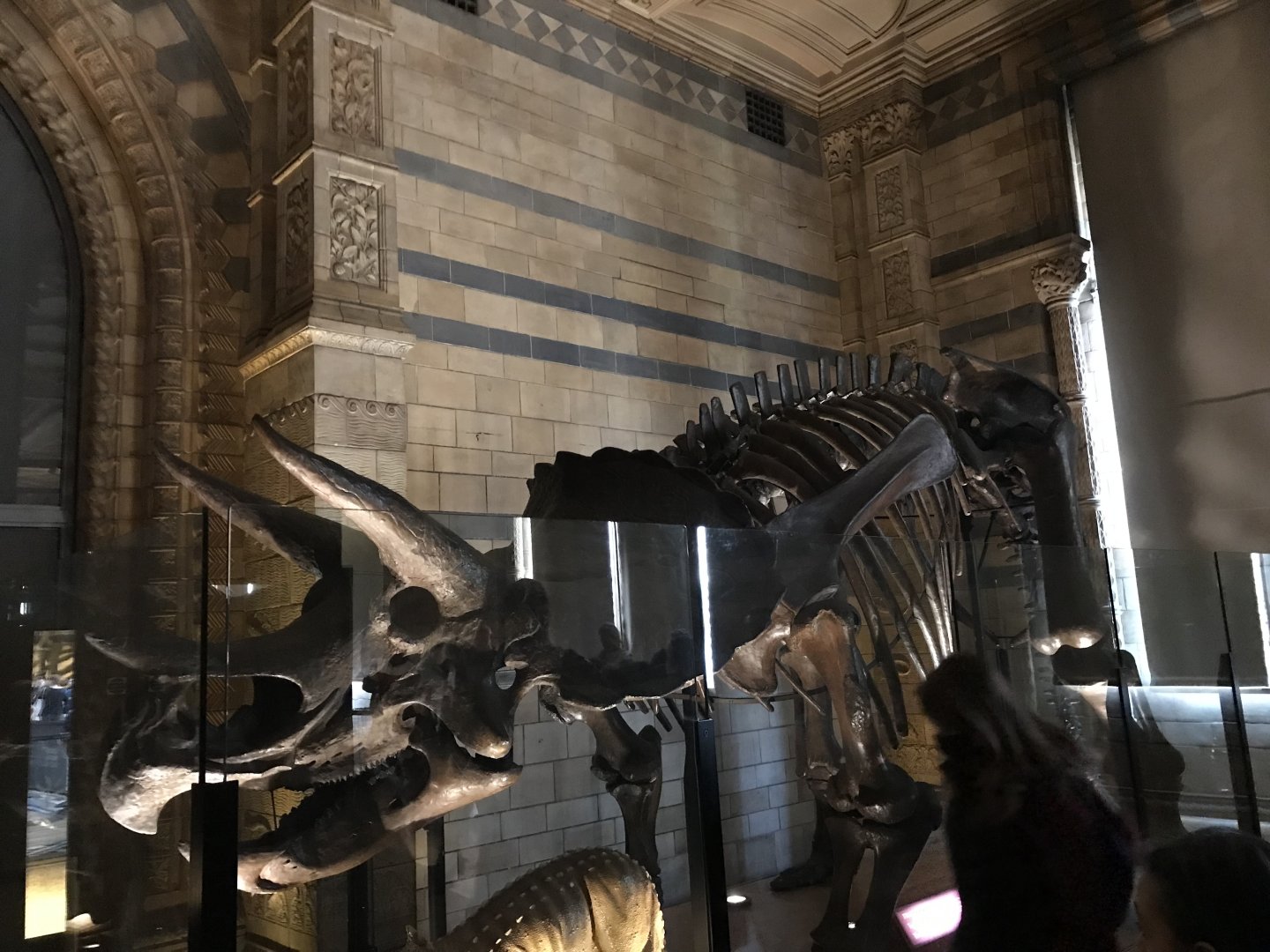 Triceratops skeleton