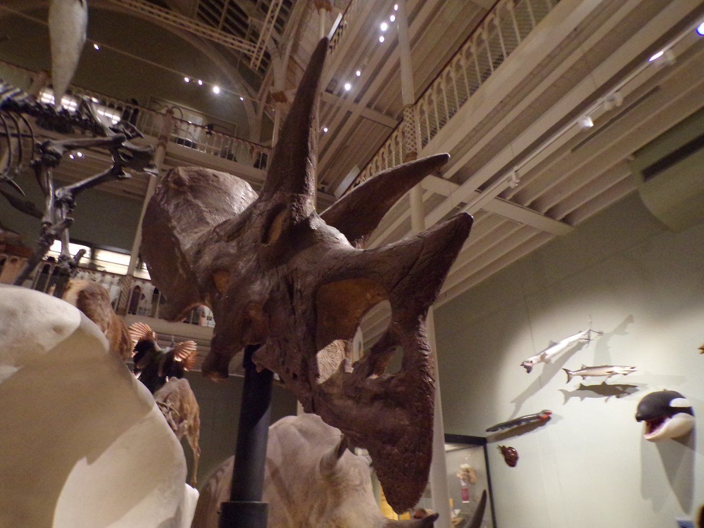 Triceratops skull 30.12.22