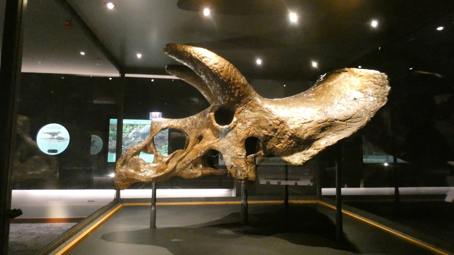Triceratops Skull, Evolving Planet - Feb. 2022
