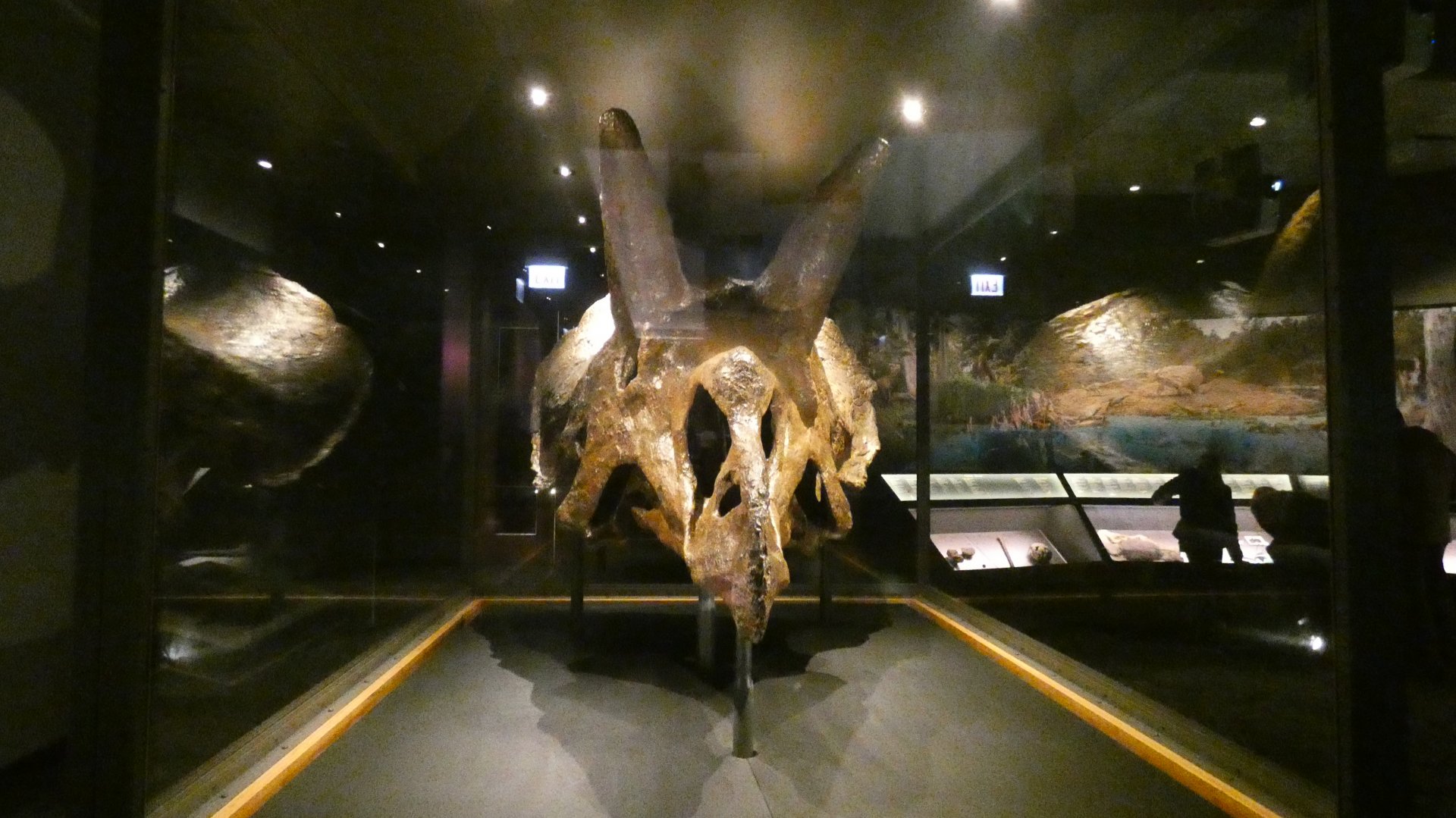 Triceratops Skull, Evolving Planet - Feb. 2022