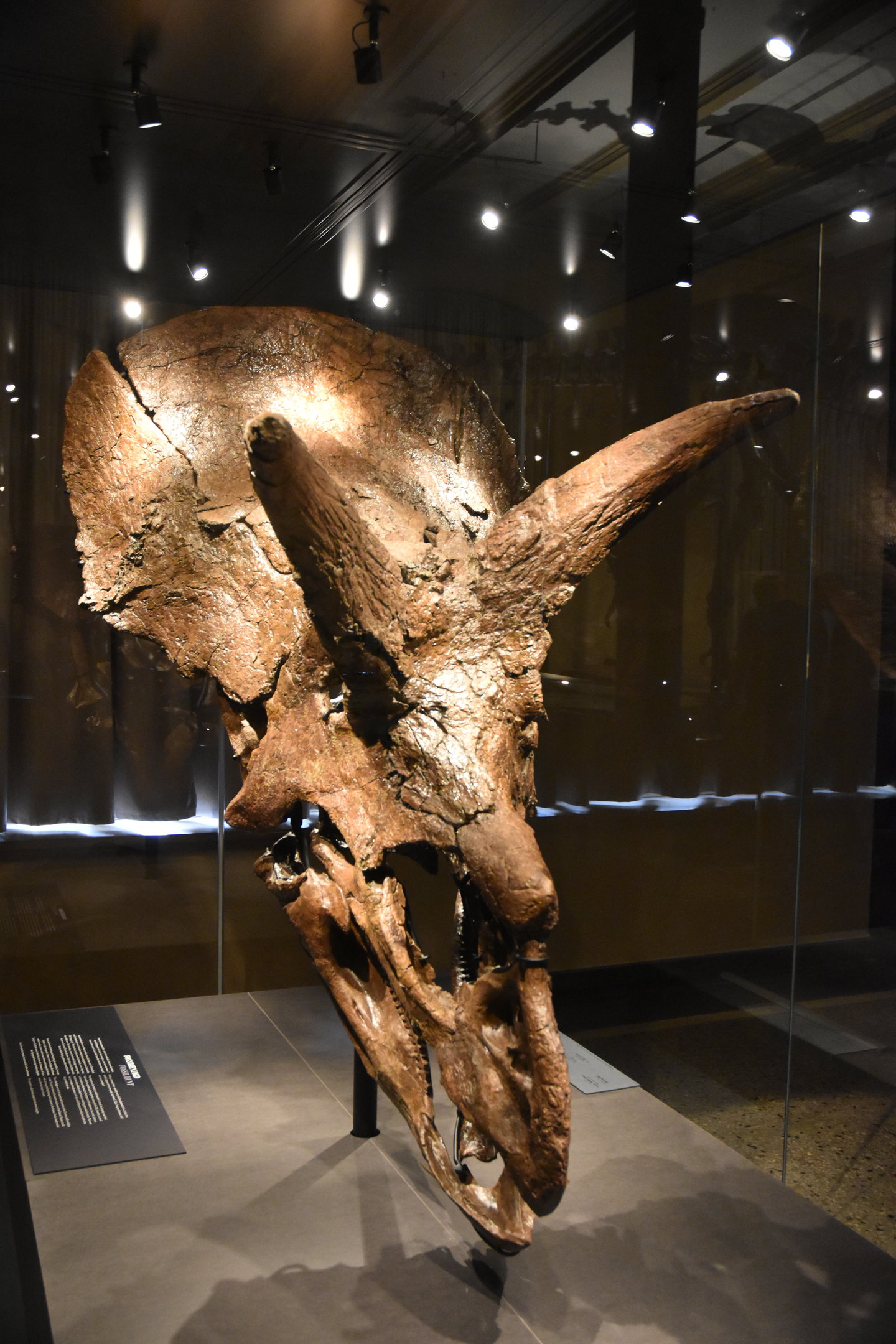 Triceratops Skull Specimen, Museum für Naturkunde, Berlin, 7th June 2023