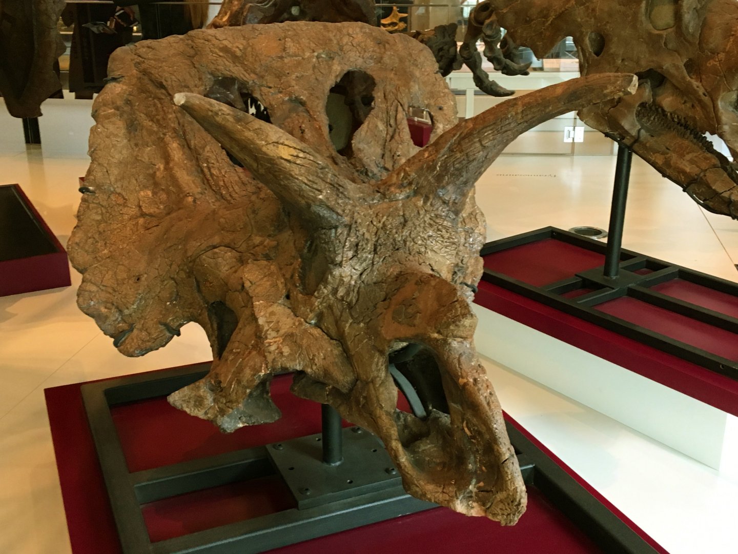 Triceratops Skull