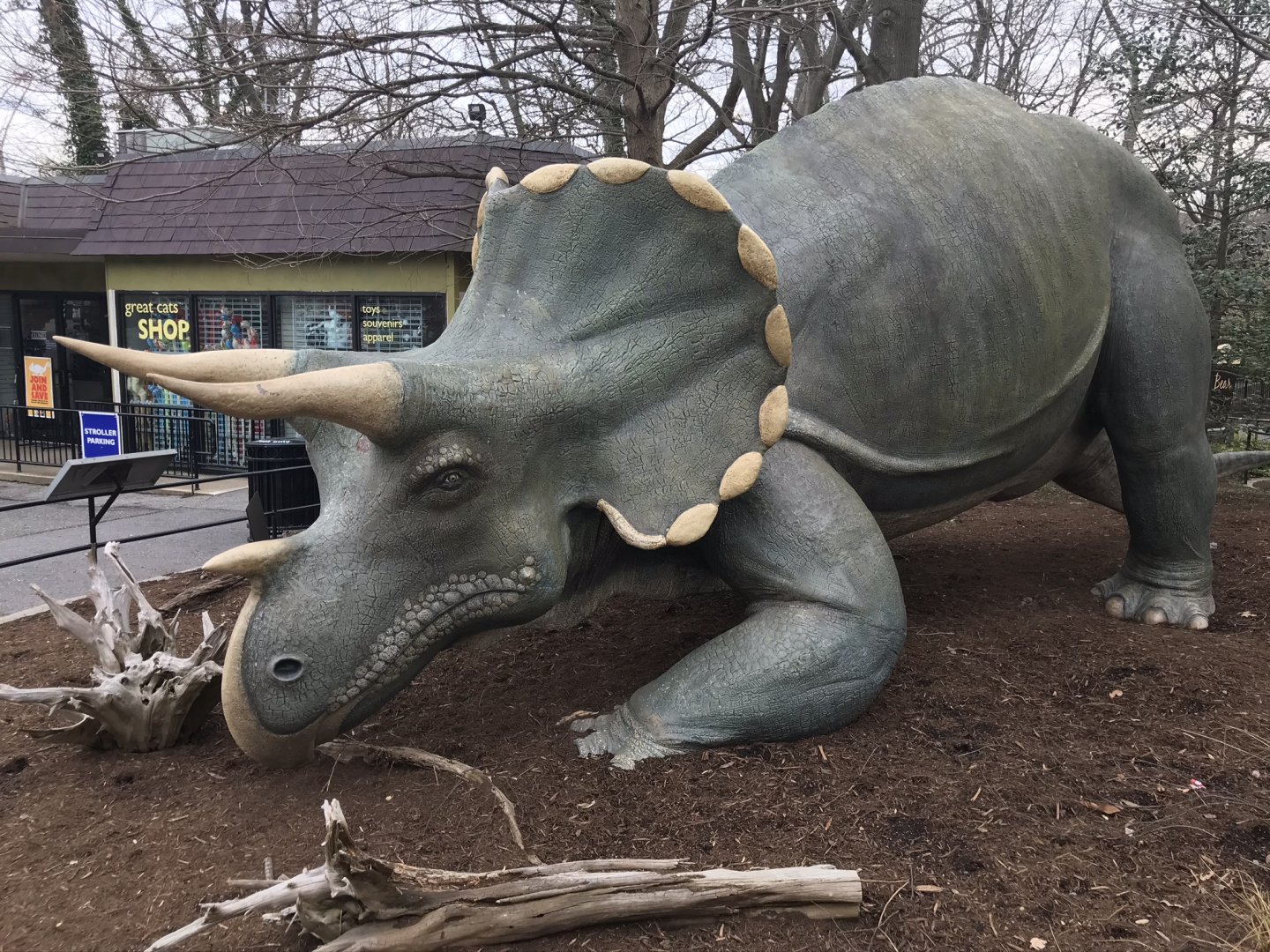Triceratops Statue "Uncle Beazley"