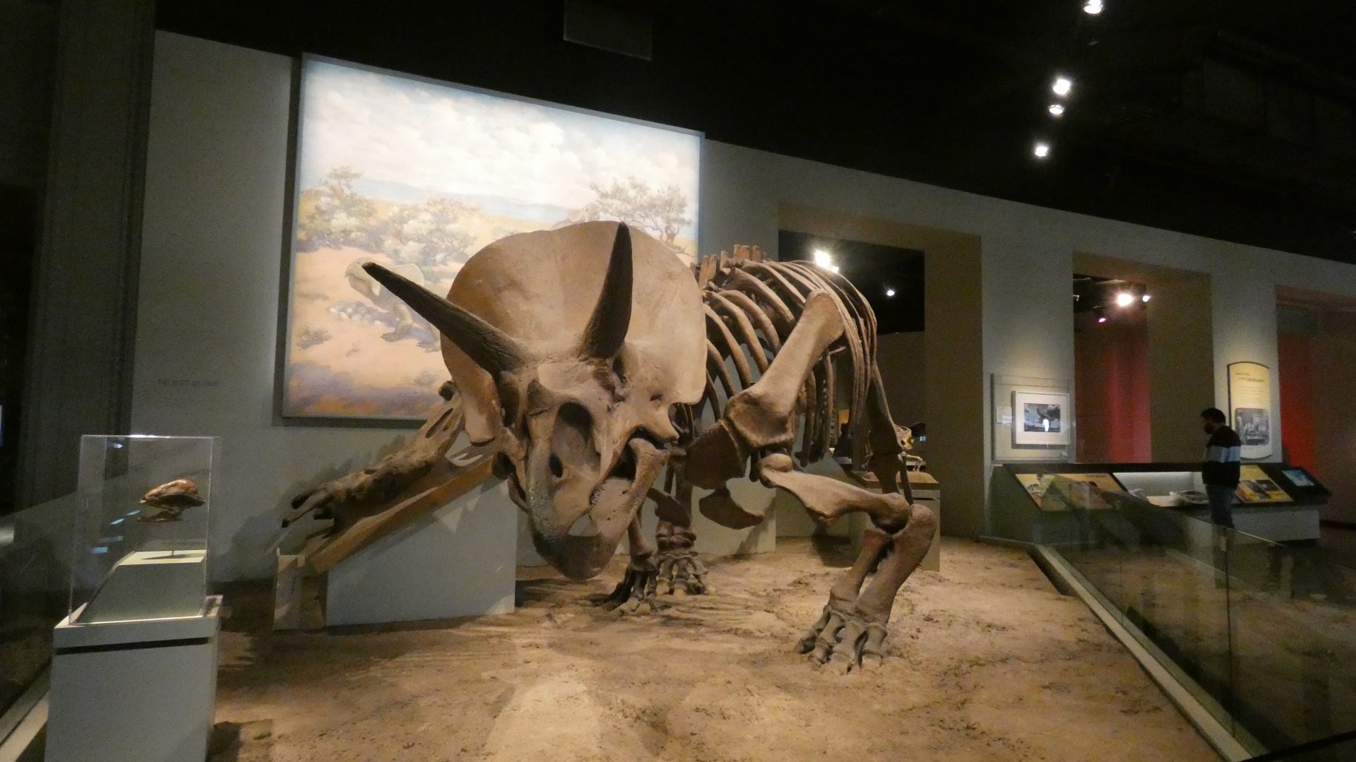 Triceratops, The Hall of Dinosaurs, Evolving Planet - Feb. 2022