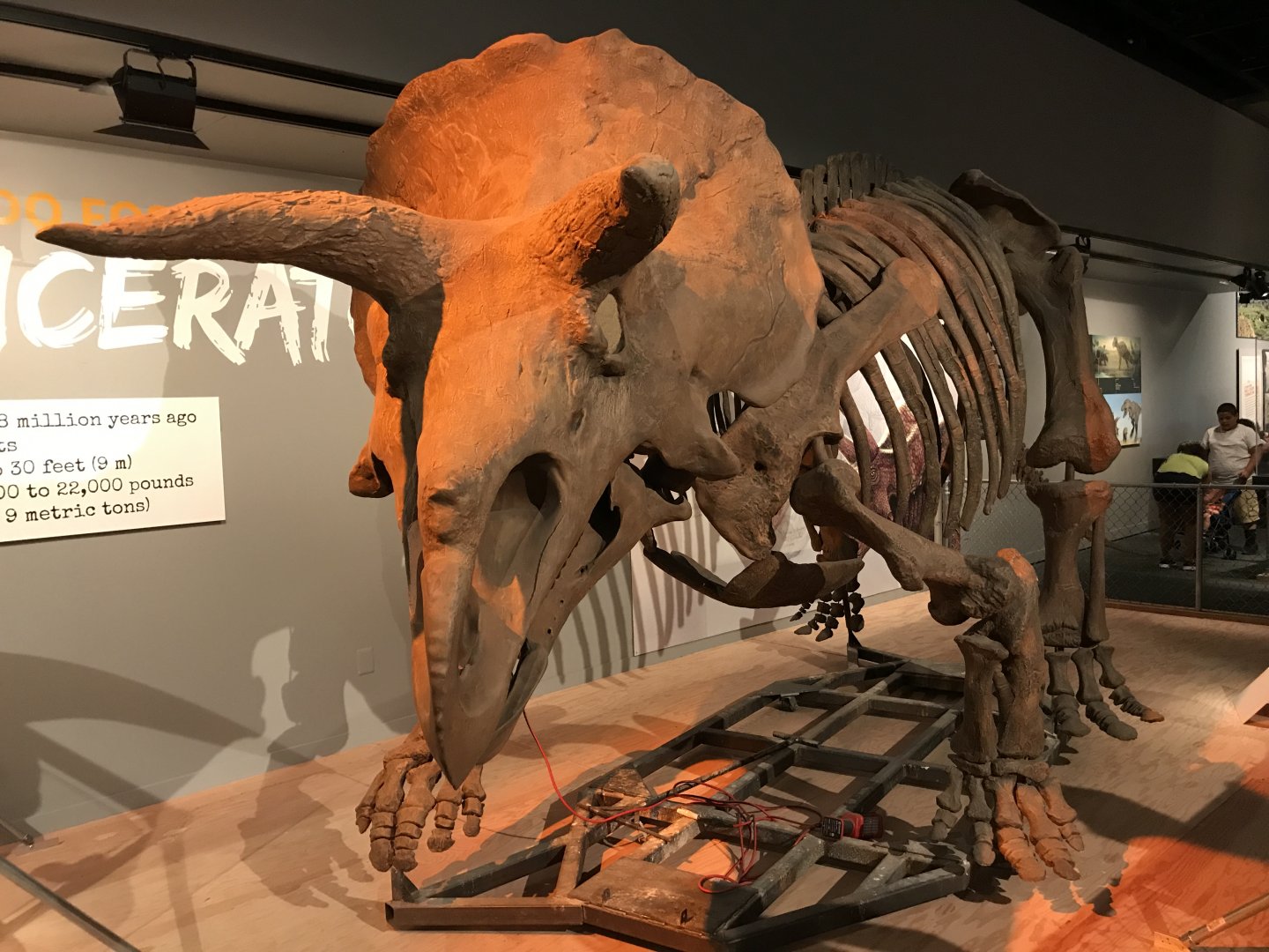 Triceratops