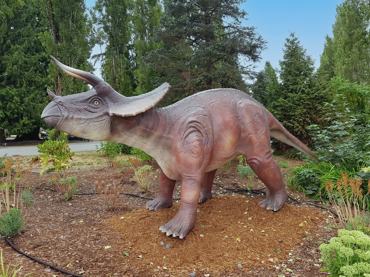 Triceratops
