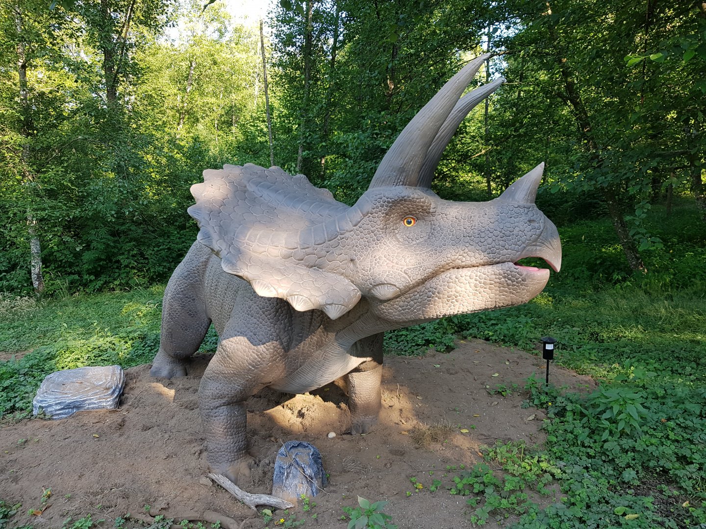 Triceratops