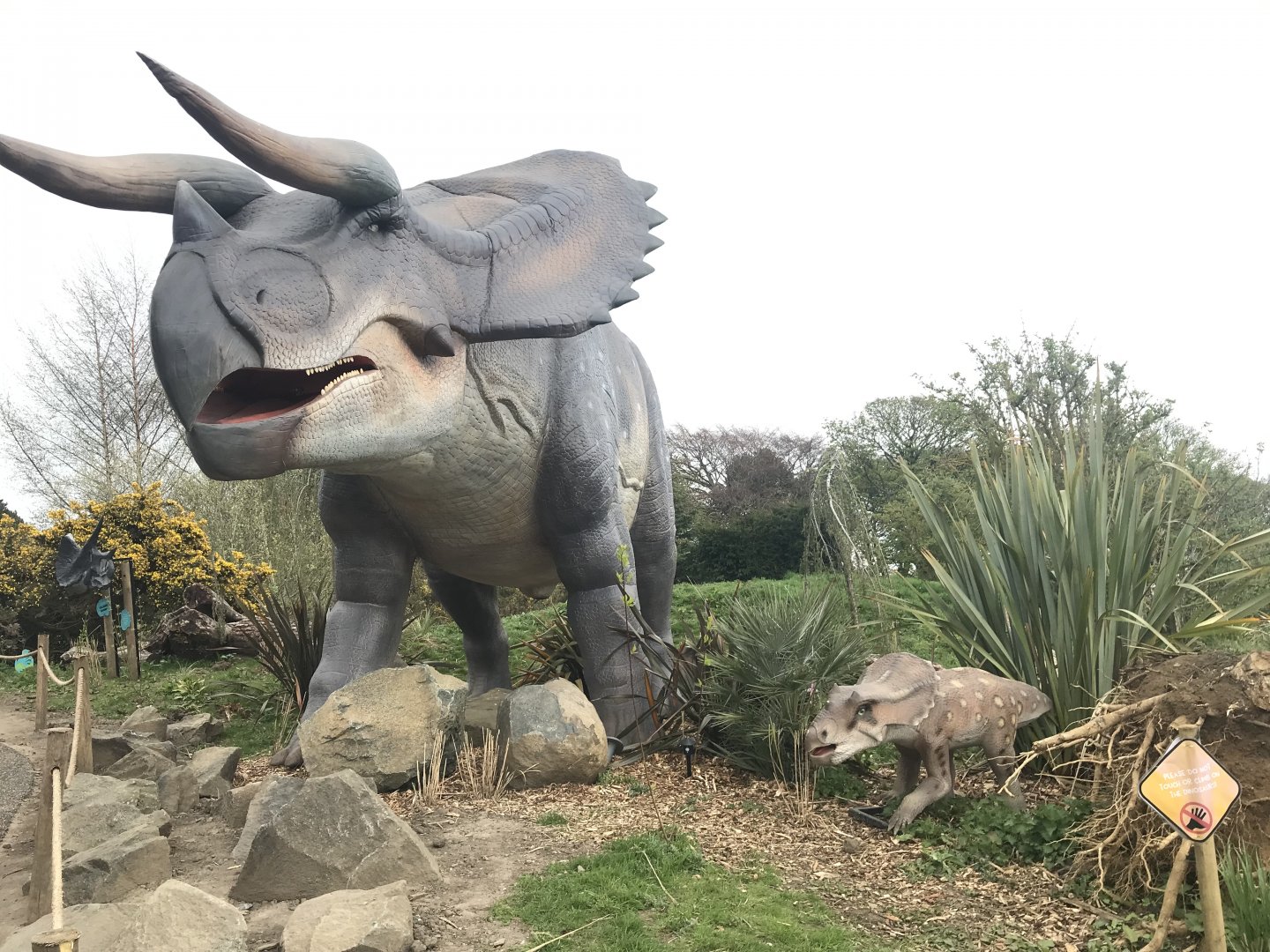 Triceratops