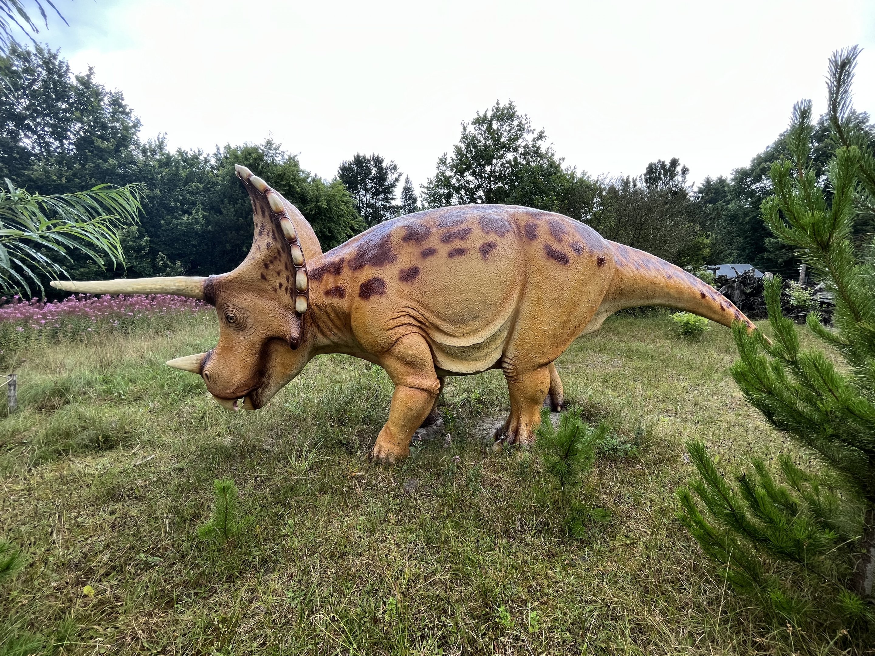 Triceratops