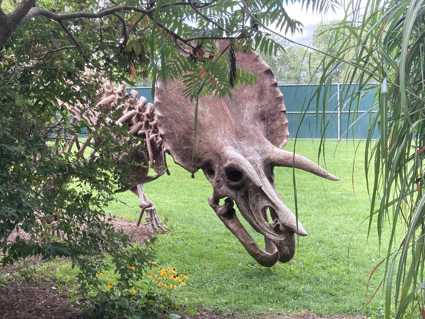 Triceratops