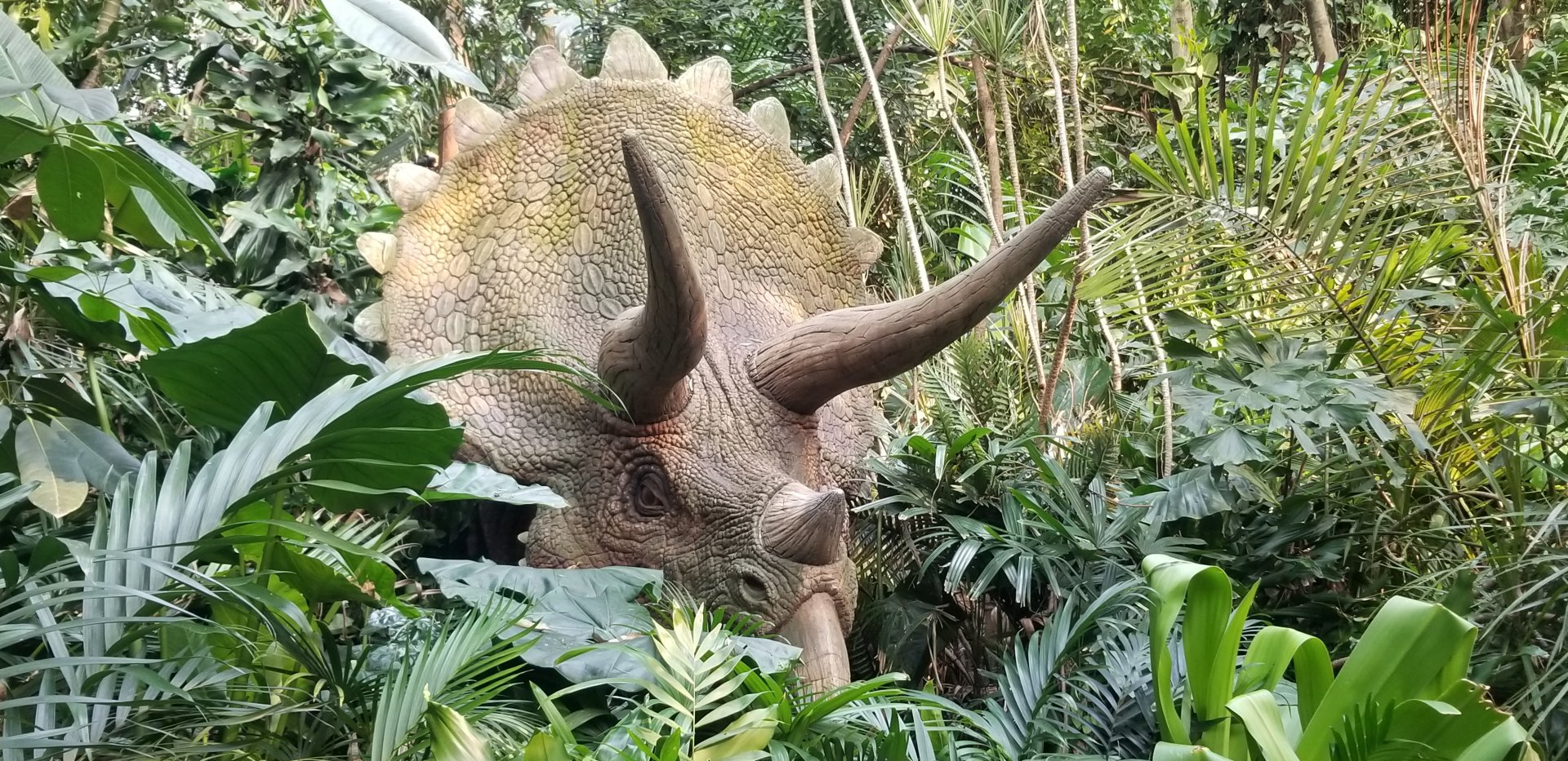 Triceratops