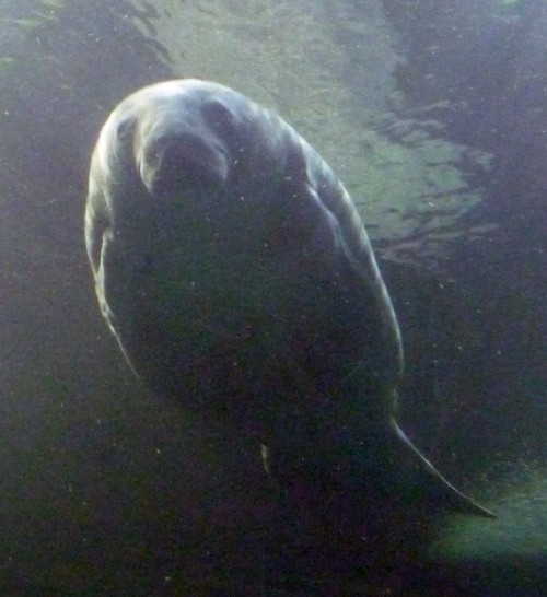 Trichechus Manatus 2 (22-7-17 Faunia)