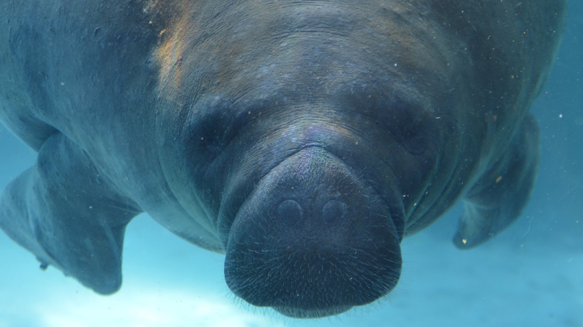 Trichechus manatus latirostris