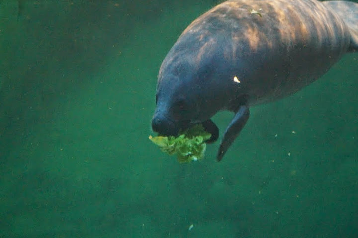 Trichechus manatus ssp. manatus  (Antillean Manatee )