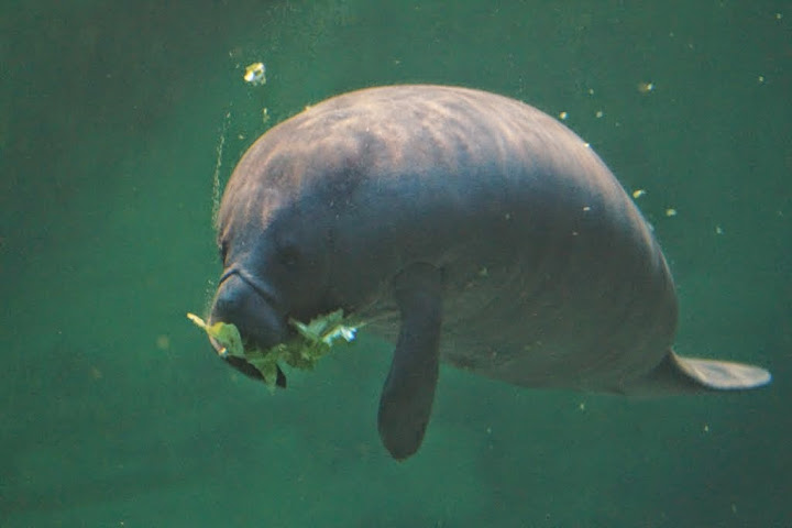 Trichechus manatus ssp. manatus  (Antillean Manatee )