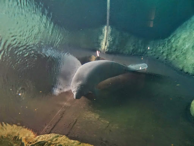 Trichechus manatus ssp. manatus  (Antillean Manatee )