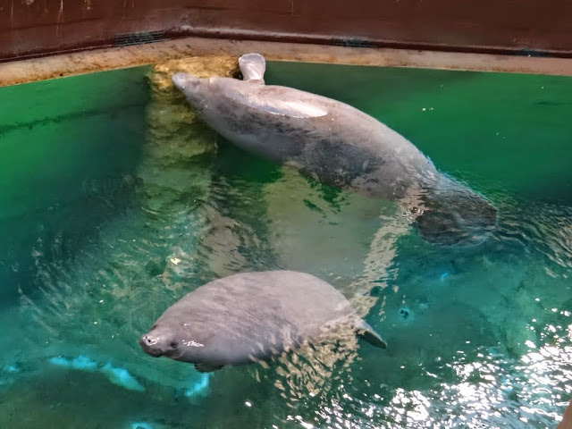 Trichechus manatus ssp. manatus  (Antillean Manatee )