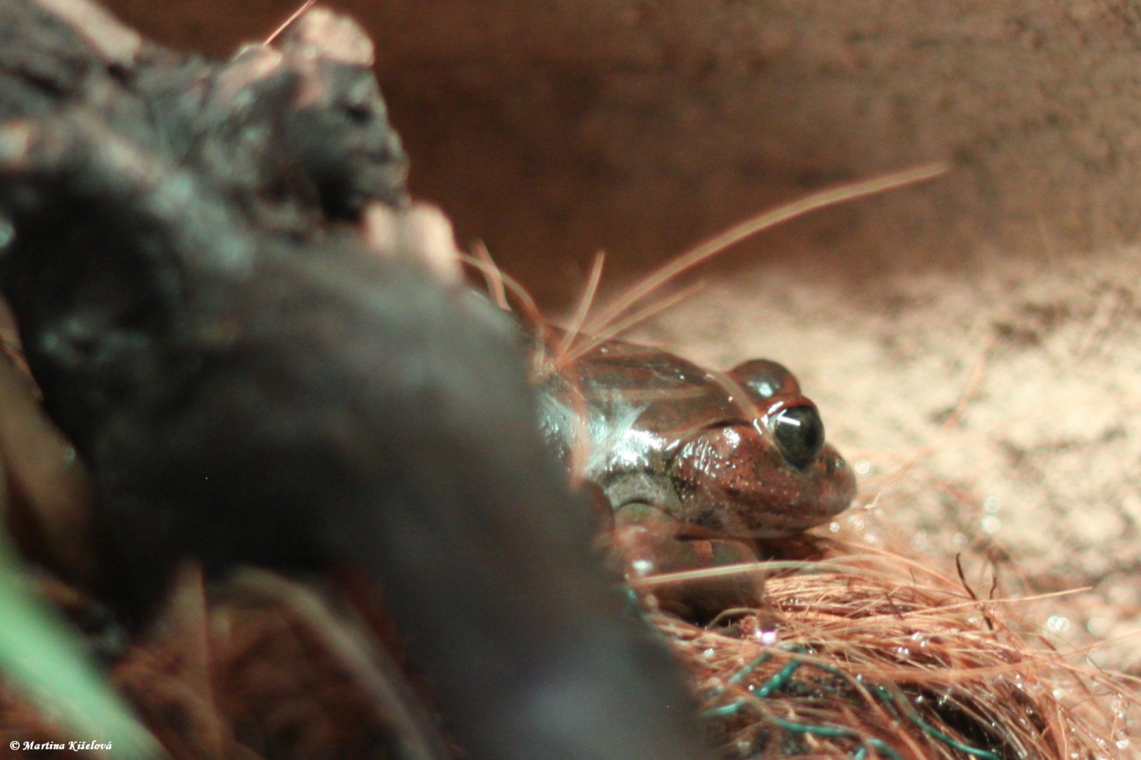 Trichobatrachus robustus