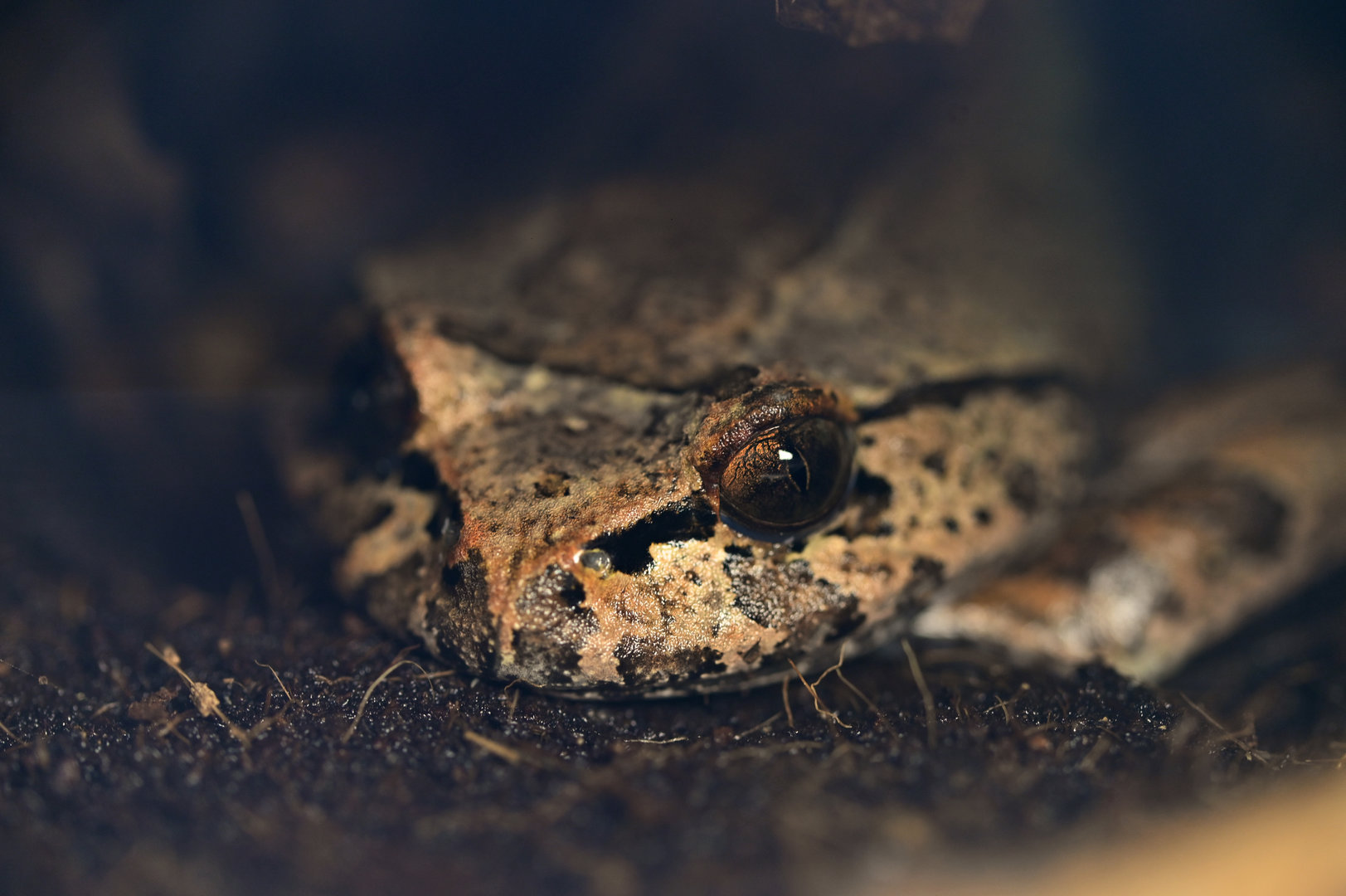 Trichobatratus robustus