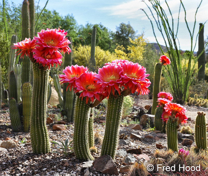 trichocereus in bloom