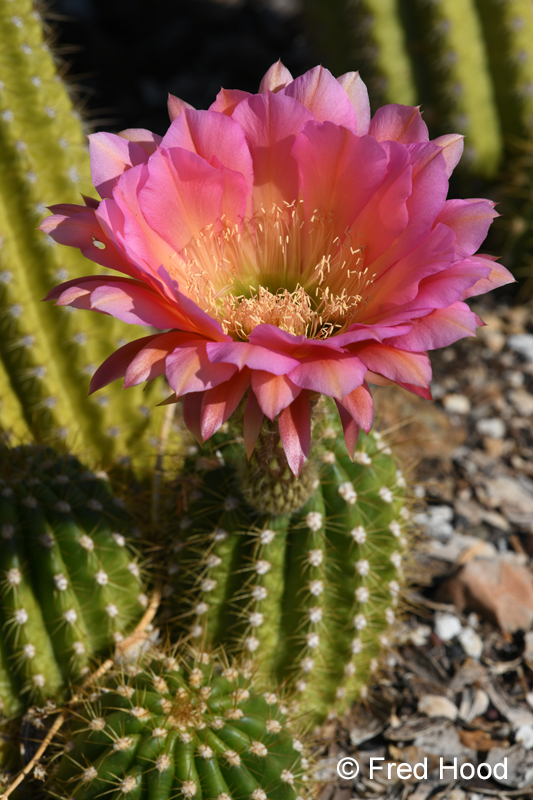 trichocereus in cactus garden