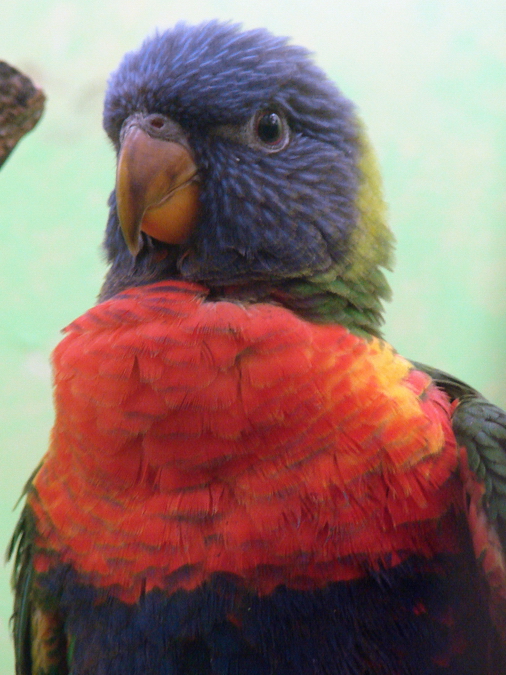 Trichoglossus haematodus forsteni / Rainbow lorikeet