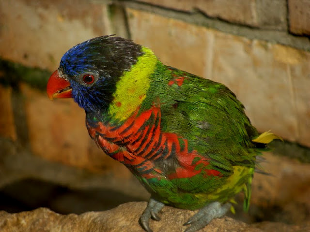 Trichoglossus hameatodus