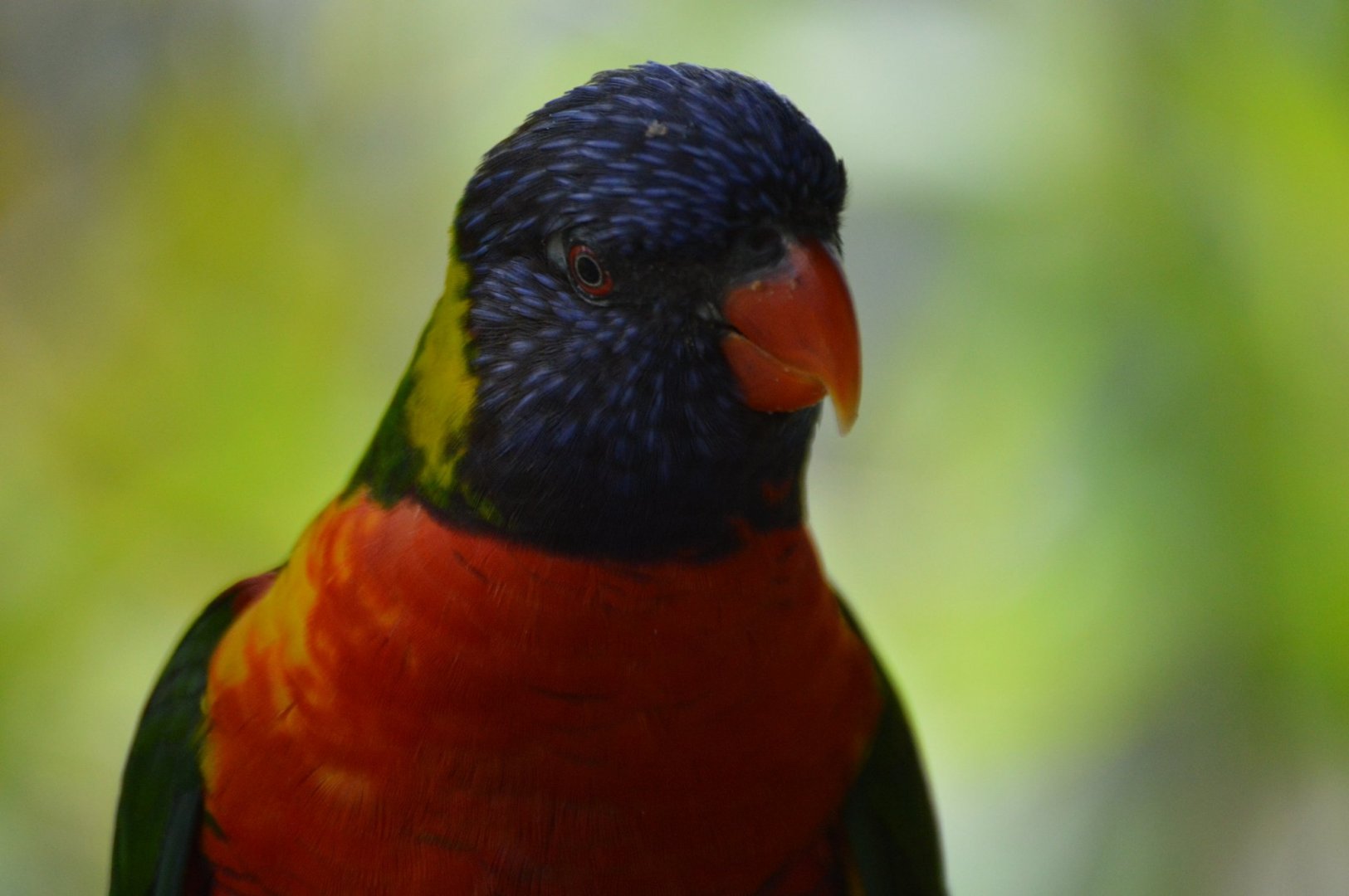 Trichoglossus moluccanus