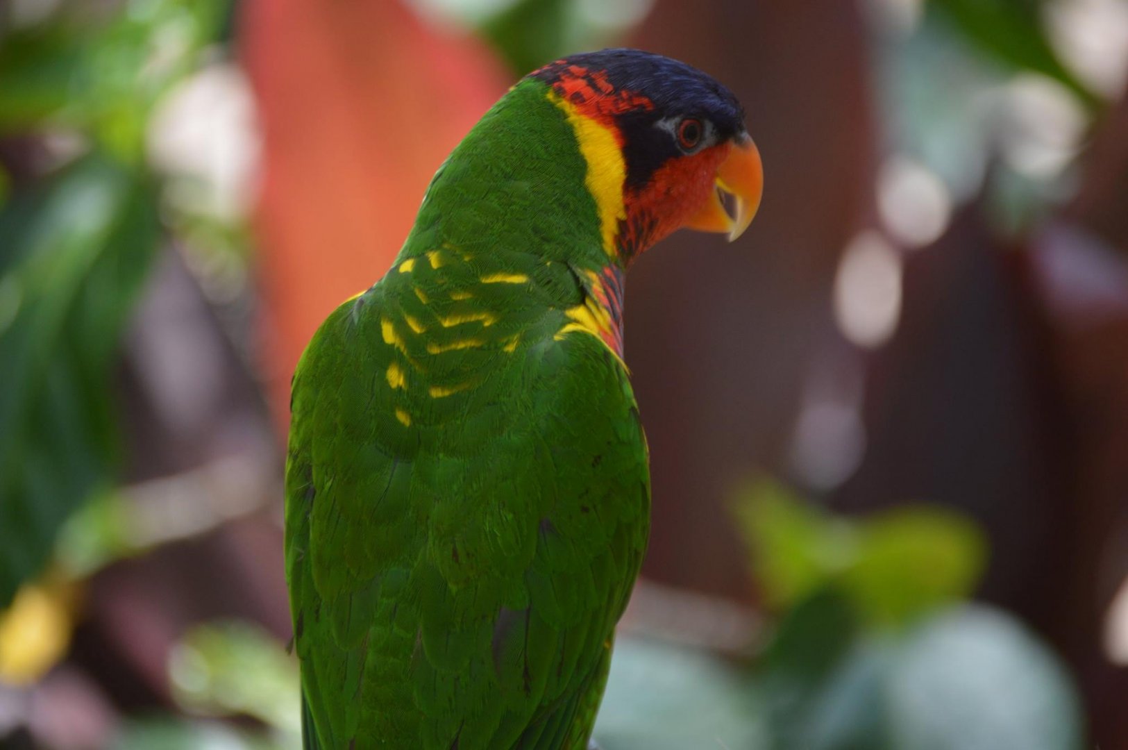 Trichoglossus ornatus