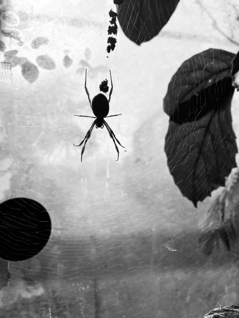 Trichonephila edulis