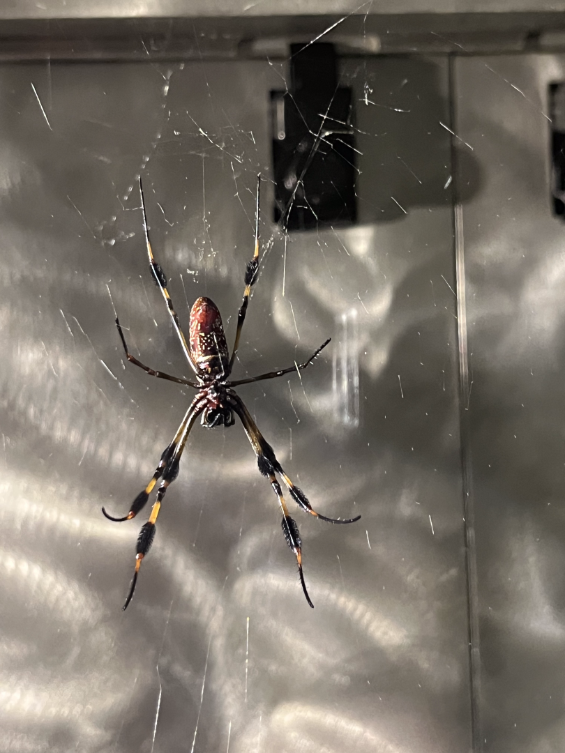 Trichonephila sp. ID