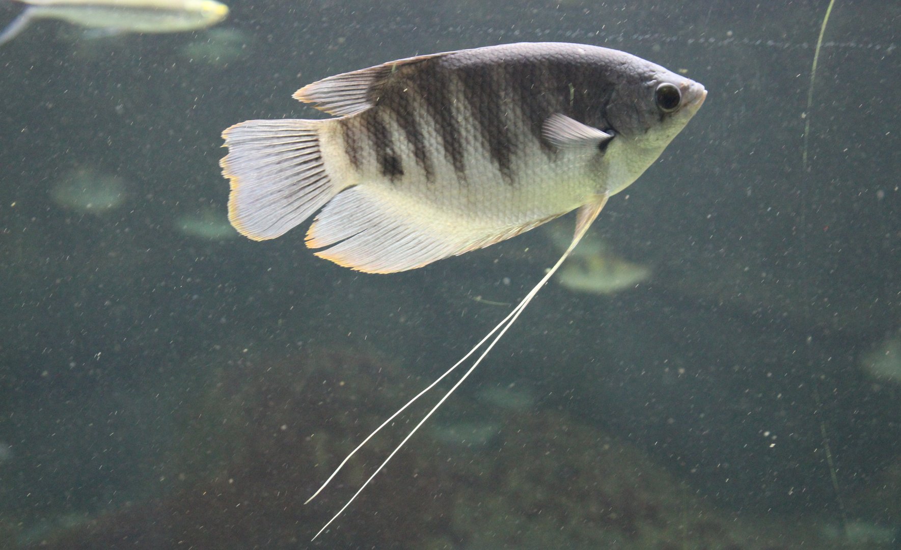 Trichopodus trichopterus