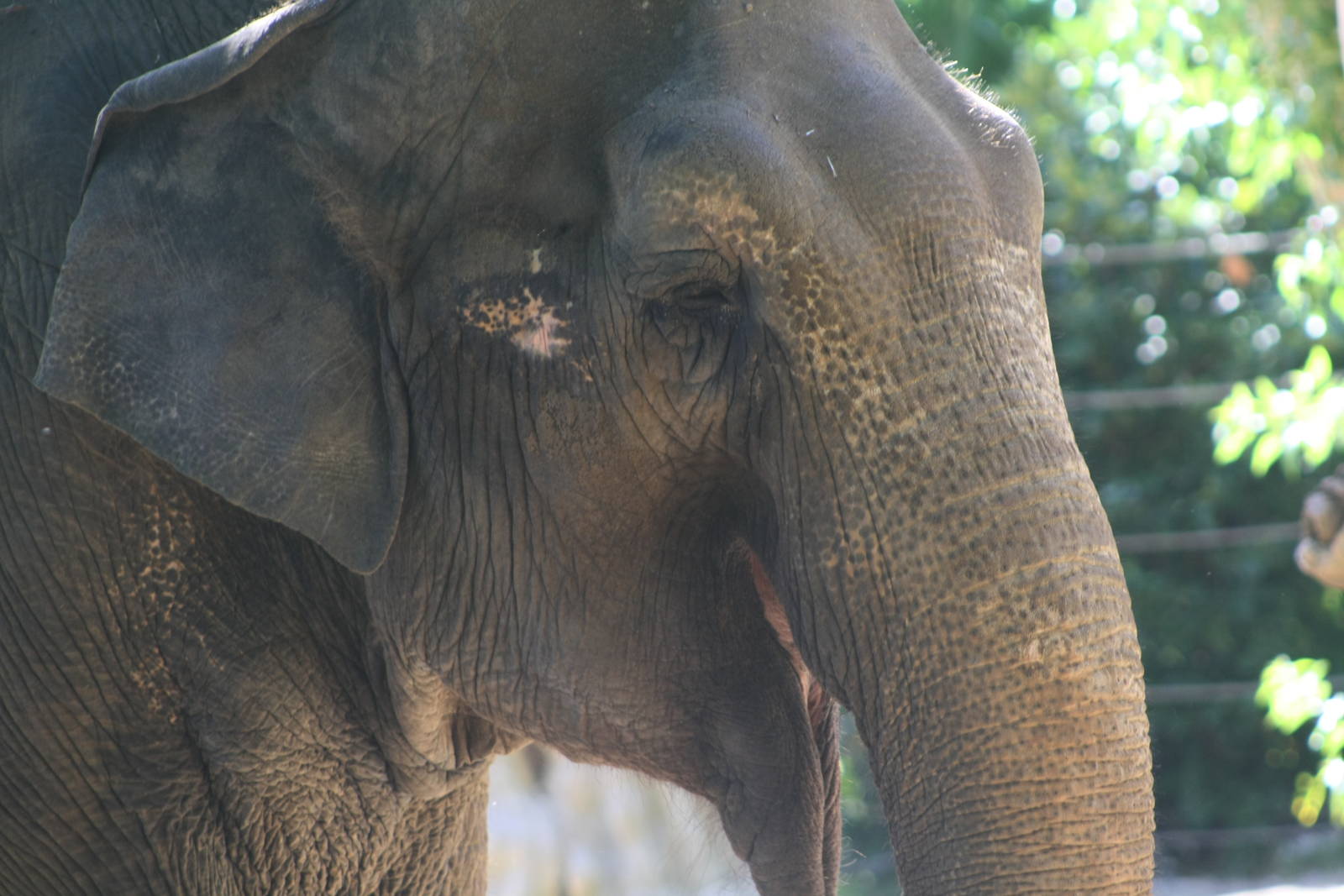 Tricia the Elephant.