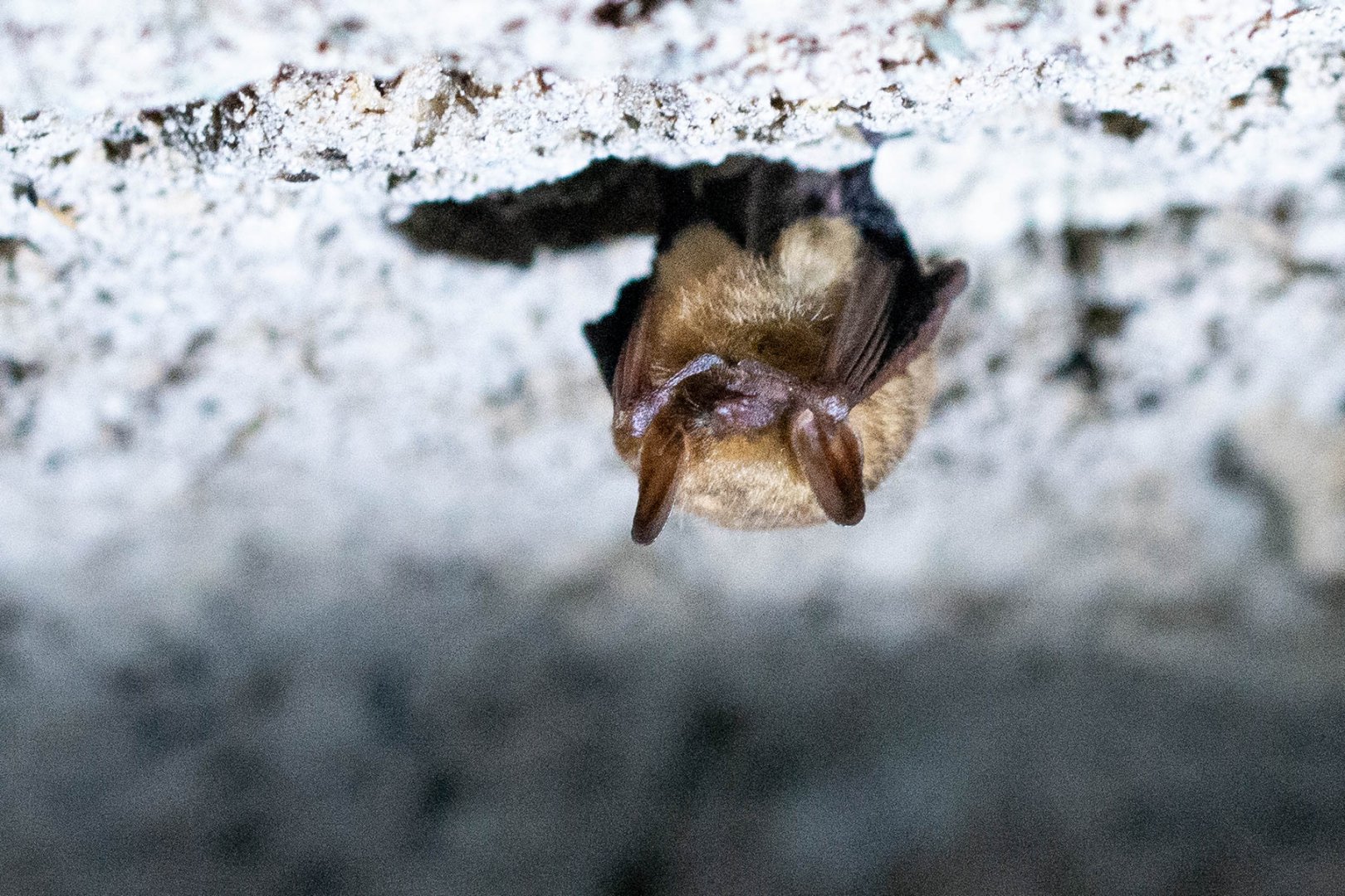 Tricolor Bat- Perimyotis subflavus