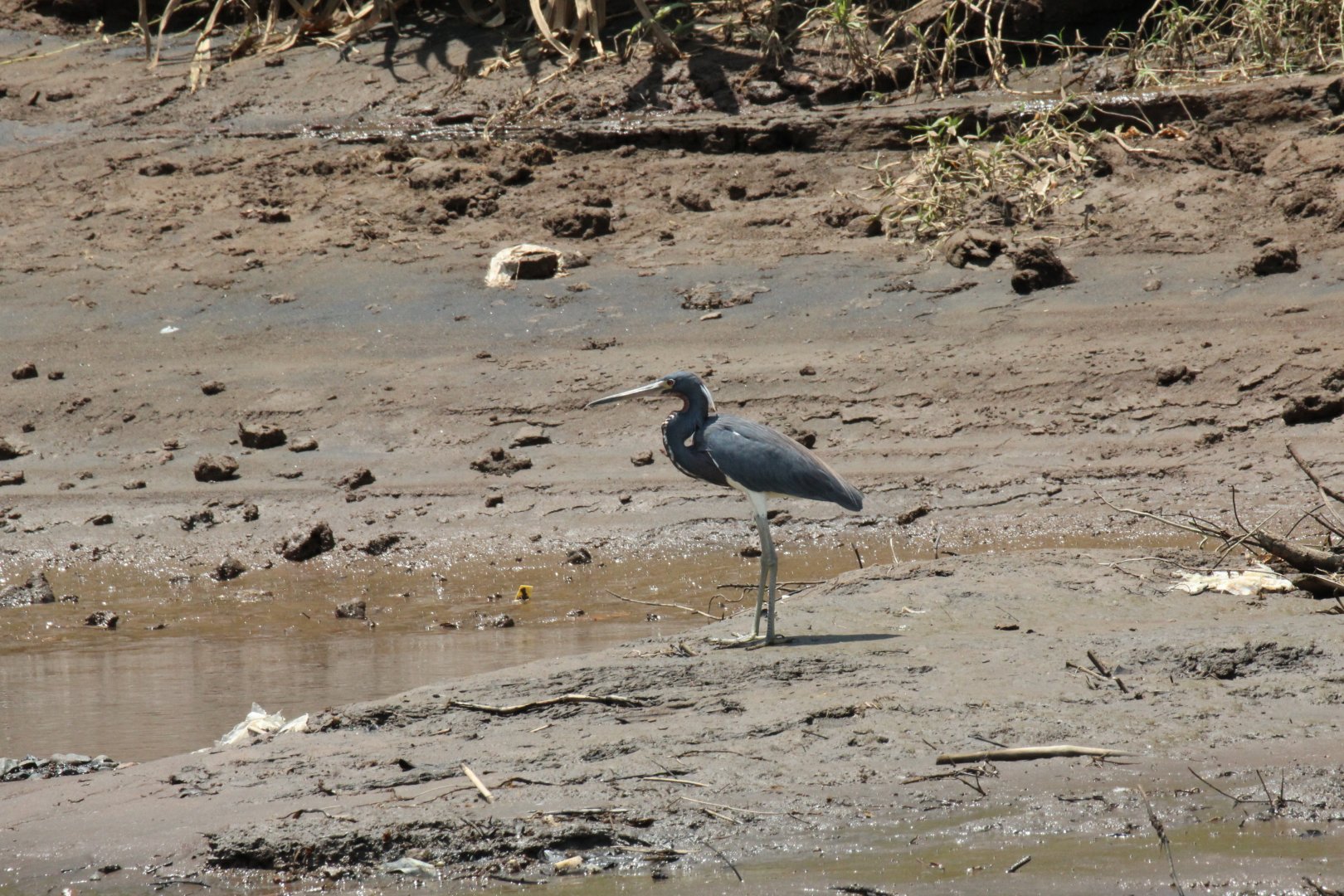 Tricolor Heron