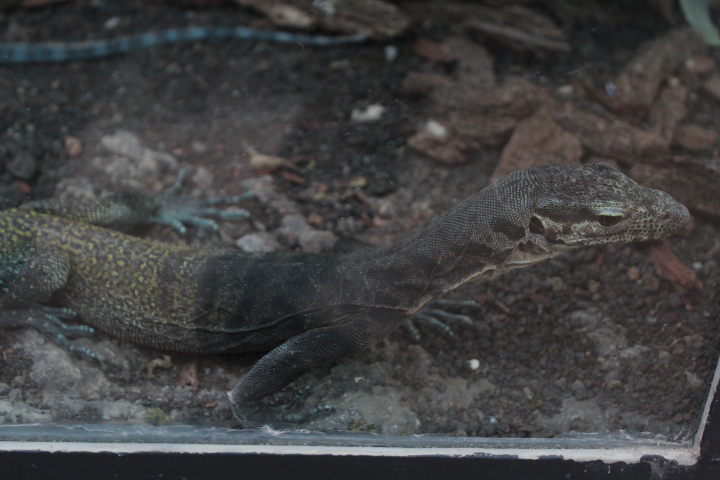 Tricolor monitor (Varanus yuwonoi) - Suraloka Interactive Zoo