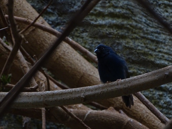 Tricolor parrotfinch (Erythrura tricolor)