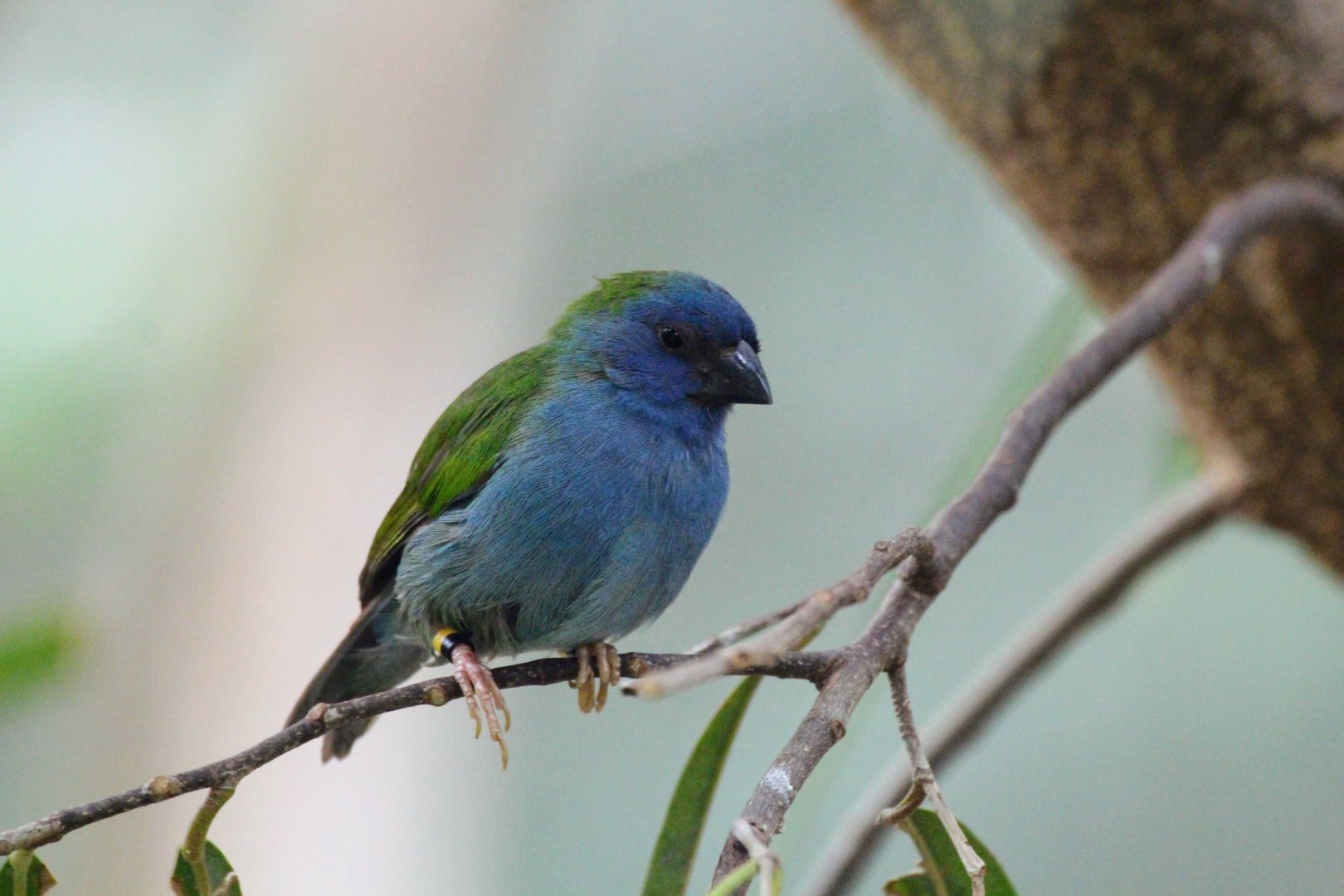 Tricolor Parrotfinch