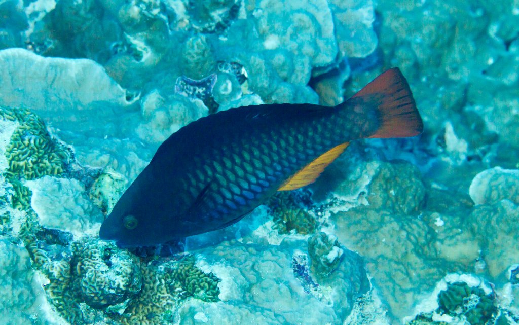 Tricolor Parrotfish